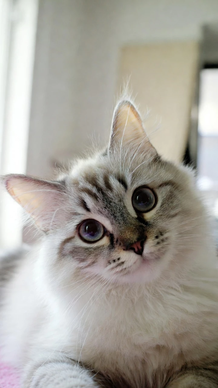 Chat Duvet Yeux Expressifs Mobile