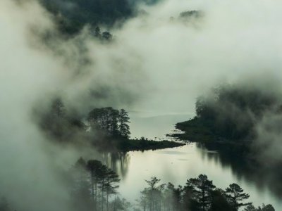 Foret Avec Brouillard