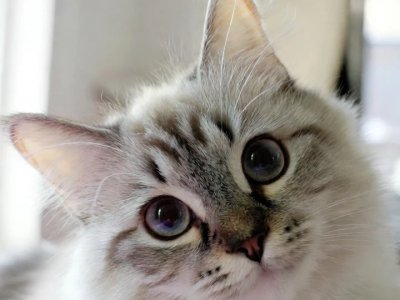 Chat Duvet Yeux Expressifs Mobile