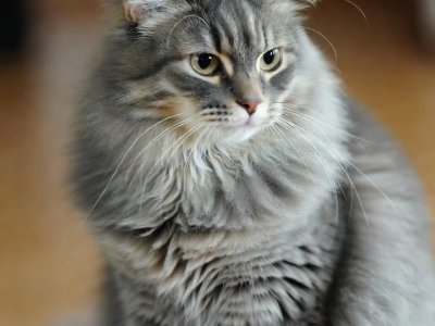 Chat Gris Duvet Regard Attentif Mobile