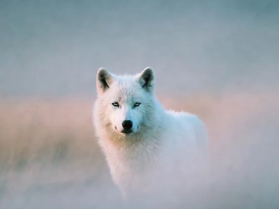 Un Loup Blanc Dans Un Vaste Environnement Ouvert Avec Une Lumiere Crepusculaire
